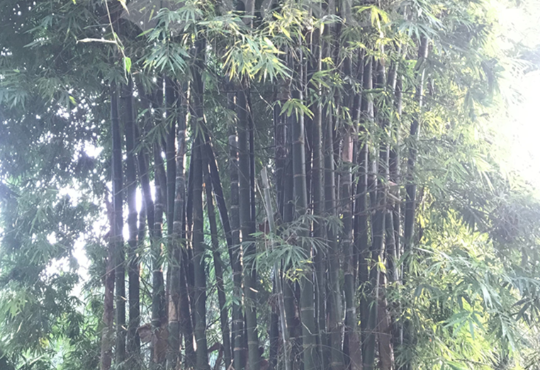 Tre là ngà Nam Bộ (Bambusa bambos (L.) Voss)
